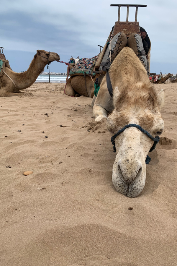 marrakech tour guide